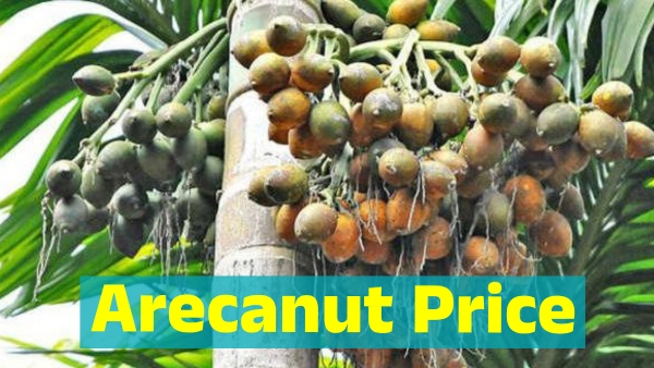 Arecanut price in Davanagere market on March 13 know details