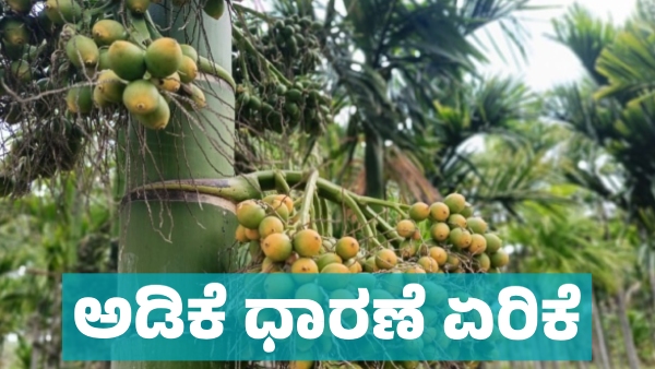 Arecanut price in Davanagere market on March 15 know details