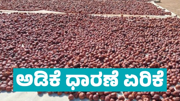 Arecanut Price increase in Davanagere market on March 24 know details