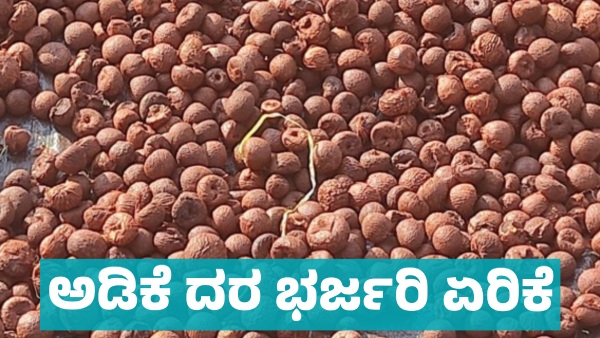 Arecanut Price increase in Davanagere market on March 29 know details
