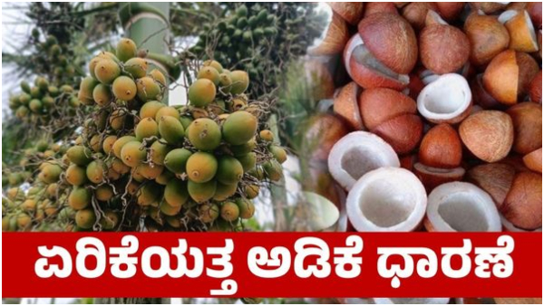 Arecanut and Copra price in karnataka markets on march 4th