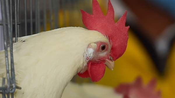 Bird Flu Fears Can Chicken and Eggs Be Eaten What are Precautions