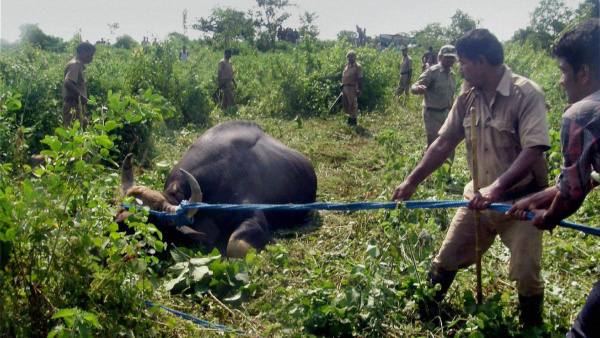 Forest Department Plans Bison Relocation At Chikkamagaluru