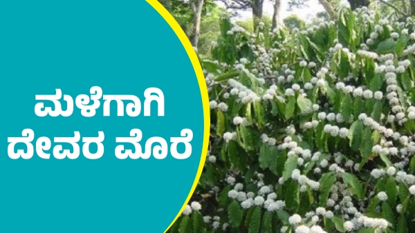 Kodagu Coffee Growers Pray for Rain Kodagu Coffee Growers Pray for Rain