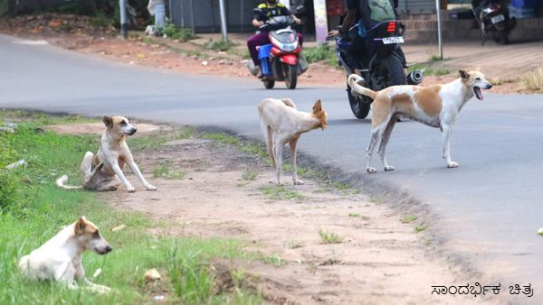 Street Dog Abuse Incident in Bengaluru Jayanagar Raises Concerns
