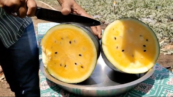 Farmer From Dharwad Grew Yellow Watermelon