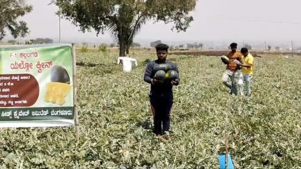 Farmer From Dharwad Grew Yellow Watermelon