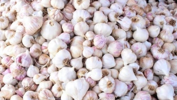 Trouble from China Jawari Garlic Prices Fall