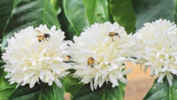 Impact of Bee Decline on Coffee Crop Yields in Kodagu Region Impact of Bee Decline on Coffee Crop Yields in Kodagu Region