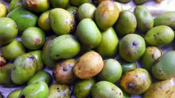 Wild Mango Trees in Kodagu Concerns About One and Preservation