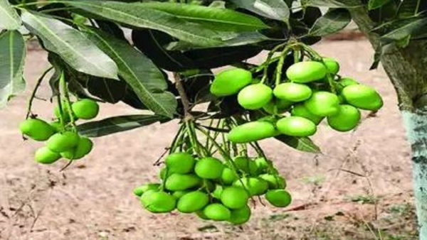 Wild Mango Trees in Kodagu Concerns About One and Preservation