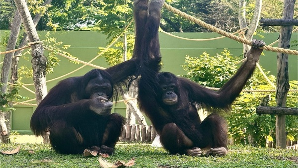 Minnie the Orangutan s Health Update at Mysore Zoo Minnie the Orangutan s Health Update at Mysore Zoo