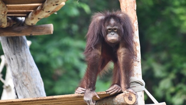 Minnie the Orangutan s Health Update at Mysore Zoo Minnie the Orangutan s Health Update at Mysore Zoo