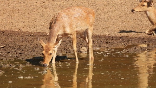 Animal Welfare Initiatives at Mysore Zoo Protecting Wildlife and Birds Animal Welfare Initiatives at Mysore Zoo Protecting Wildlife and Birds