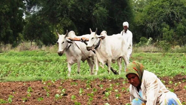 MP Basavaraj Bommai Seeks Reforms to Make Fasal Bima Yojana More Farmer-Friendly