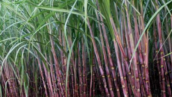 Sugarcane growers protest against Yadgirs Core Green Sugar Factory demanding payment Sugarcane growers protest against Yadgirs Core Green Sugar Factory demanding payment