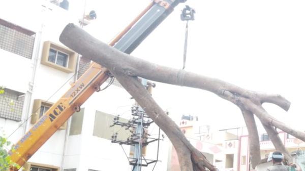 Get Ready For More Fine And Punishment For Illegal Tree Cutting