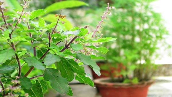 Akshaya Tritiya 2025 6 things to buy on this day to invite good luck Akshaya Tritiya 2025 6 things to buy on this day to invite good luck