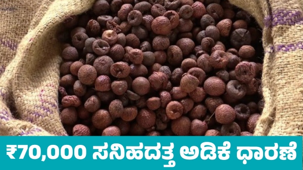 Arecanut Price increase in Davanagere market on April 19