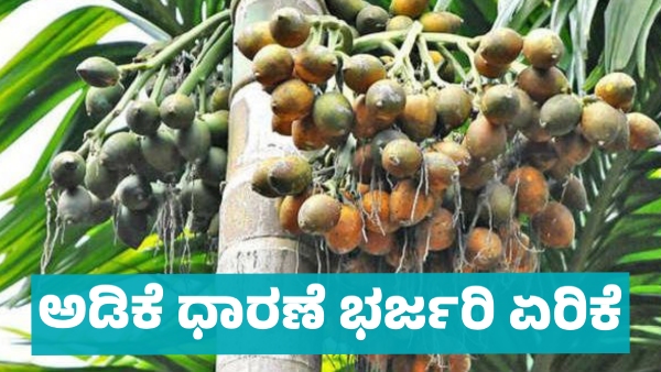 Arecanut Price increase in Davanagere market on April 5 know details