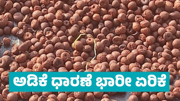 Arecanut Price increase in Davanagere market on April 9 know details
