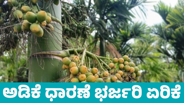 Arecanut Price increase in Davanagere market on April 10 know details