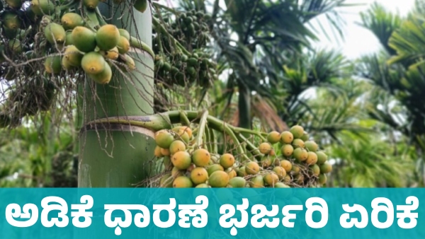 Arecanut Price increase in Davanagere market on April 23