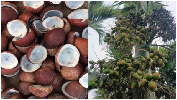 Kobbari arecanut price hike karnataka markets april 12th Kobbari arecanut price hike karnataka markets april 12th