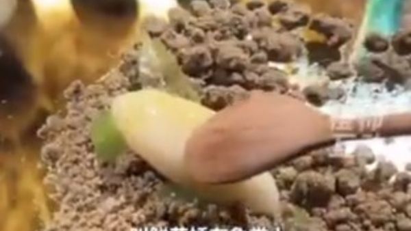 Discover China s Unique Elephant Dung Dessert Priced at 45 400