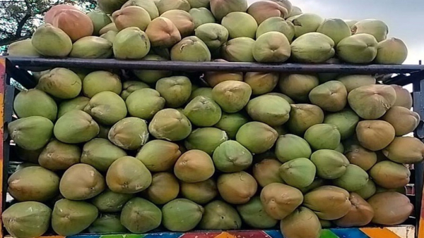 Rising Demand for Tender Coconut Price Surge in Karnataka