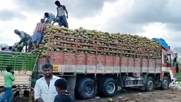Rising Demand for Tender Coconut Price Surge in Karnataka