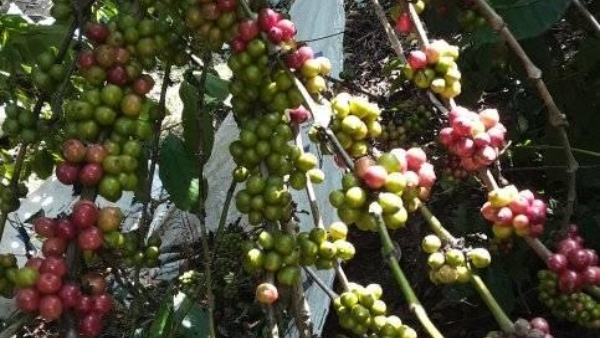 Demand For Coffee Working To Increase Area Of Coffee Plantation Demand For Coffee Working To Increase Area Of Coffee Plantation