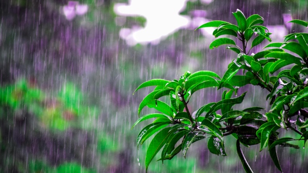 Cyclone Impact Heavy Rains 5 Days in These Districts of Karnataka Including Bengaluru