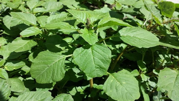 Natural Farming Trends Farmers Shift Towards Sustainable Practices