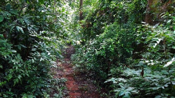 Kodagu People Worship Nature Through Forest Deities