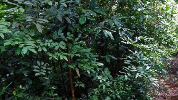 Kodagu People Worship Nature Through Forest Deities