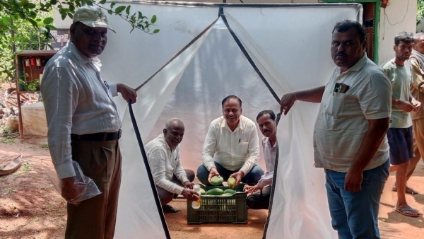 New Technology Will Help Koppal Mango Farmers New Technology Will Help Koppal Mango Farmers