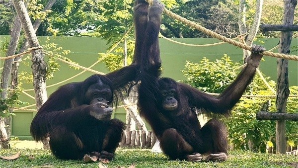 Minnie the Orangutan Passes Away at Mysore Zoo Due to Pneumonia Minnie the Orangutan Passes Away at Mysore Zoo Due to Pneumonia