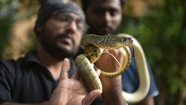Know First Aid After Snake Bite Medical Attention Know First Aid After Snake Bite Medical Attention