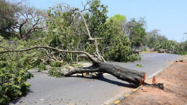 40 Trees Felled In Mysuru For Road Widening Sparking Outrage Over compensatory Afforestation Plans 40 Trees Felled In Mysuru For Road Widening Sparking Outrage Over compensatory Afforestation Plans