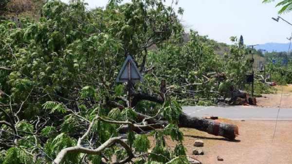 40 Trees Felled In Mysuru For Road Widening Sparking Outrage Over compensatory Afforestation Plans 40 Trees Felled In Mysuru For Road Widening Sparking Outrage Over compensatory Afforestation Plans