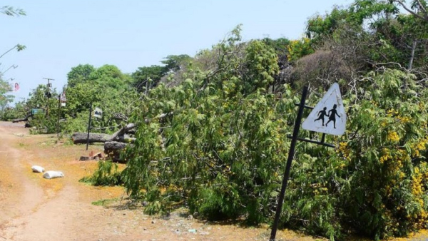 40 Trees Felled In Mysuru For Road Widening Sparking Outrage Over compensatory Afforestation Plans 40 Trees Felled In Mysuru For Road Widening Sparking Outrage Over compensatory Afforestation Plans