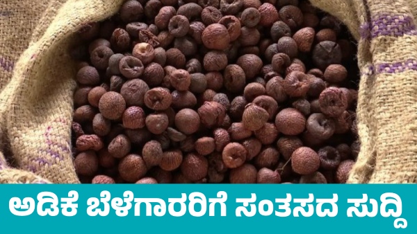 Arecanut Price details in Davanagere market on May 28