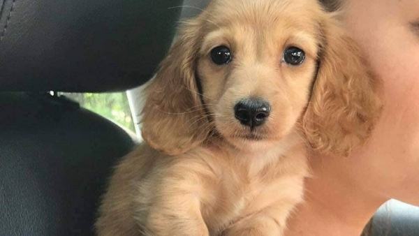 Is Dog Birth At Home Auspicious Inauspicious Here What You Dont Know Is Dog Birth At Home Auspicious Inauspicious Here What You Dont Know