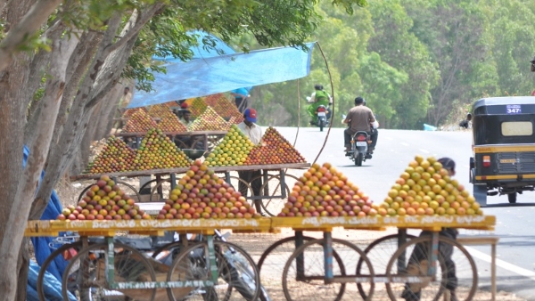 Daily Mango Market in Mysuru Chikkakadanahalli A Unique Attraction Daily Mango Market in Mysuru Chikkakadanahalli A Unique Attraction