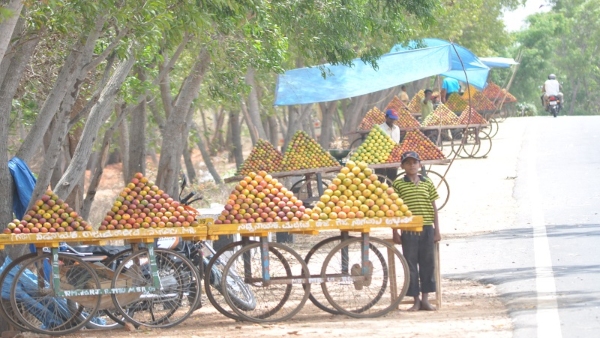 Daily Mango Market in Mysuru Chikkakadanahalli A Unique Attraction Daily Mango Market in Mysuru Chikkakadanahalli A Unique Attraction