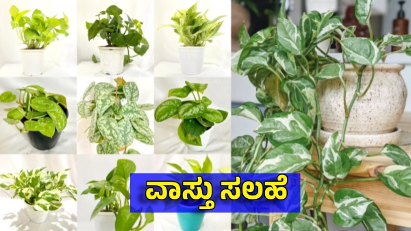 Money Plant Vastu Tips Don t Make These Mistakes When Money Plant Put at Home Money Plant Vastu Tips Don t Make These Mistakes When Money Plant Put at Home