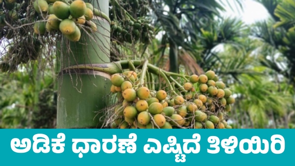 Arecanut Price details in Davanagere market on june 12