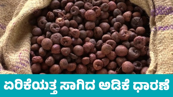 Arecanut Price details in Davanagere market on June 21