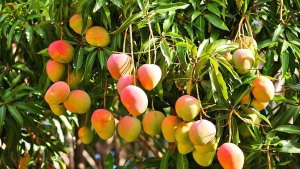 Why Andhra Pradesh Banned Karnataka Mangoes What MLA Basanagouda Patil Yatnal Said Why Andhra Pradesh Banned Karnataka Mangoes What MLA Basanagouda Patil Yatnal Said
